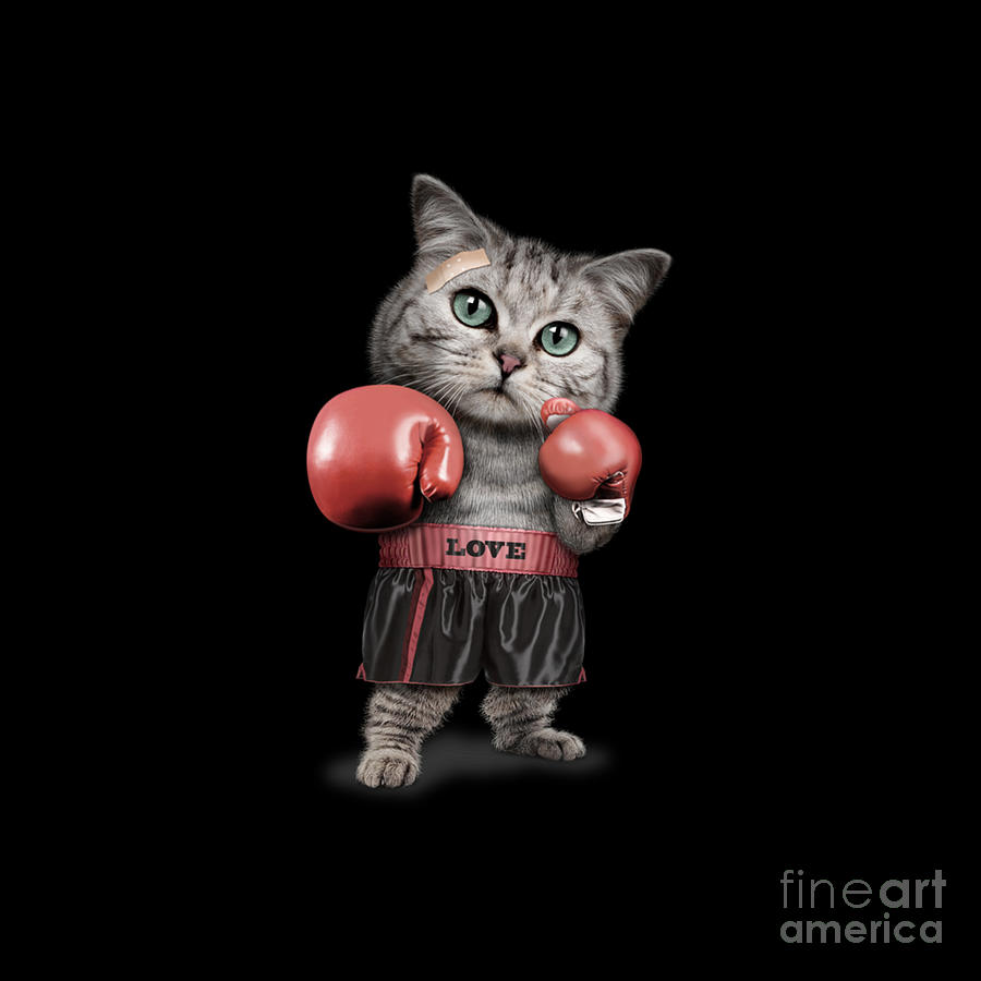 Boxing Cat Digital Art by Donna Struck - Fine Art America