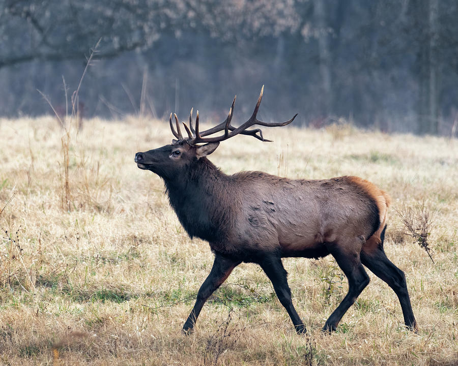 Boxley Valley Bull Elk Photograph by James Barber