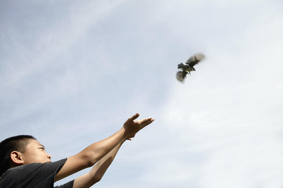Boy (10-12) releasing bird from hands, low angle view Photograph by Buena Vista Images