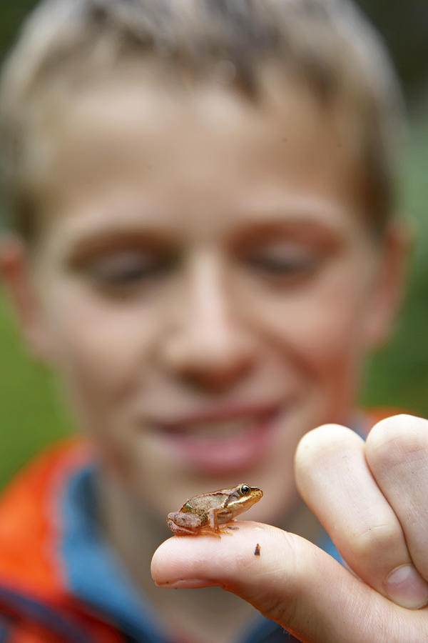 Boy (11-13) holding baby frog on thumb, close-up (focus on hand) Photograph by Michael Blann