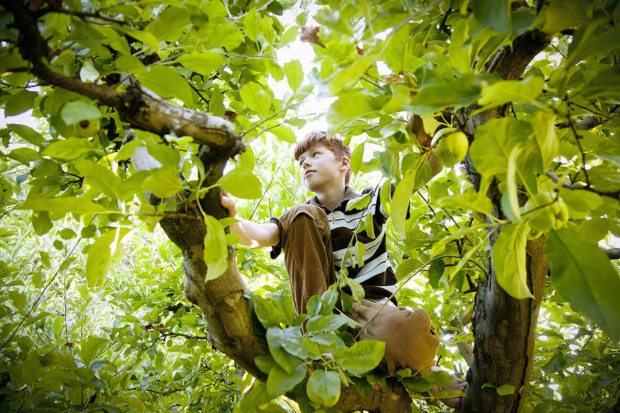 Boy (12-13) climbing tree Photograph by Inti St. Clair