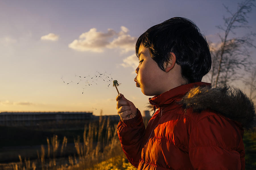 Boy blowing a dandelion head Photograph by © Peter Lourenco