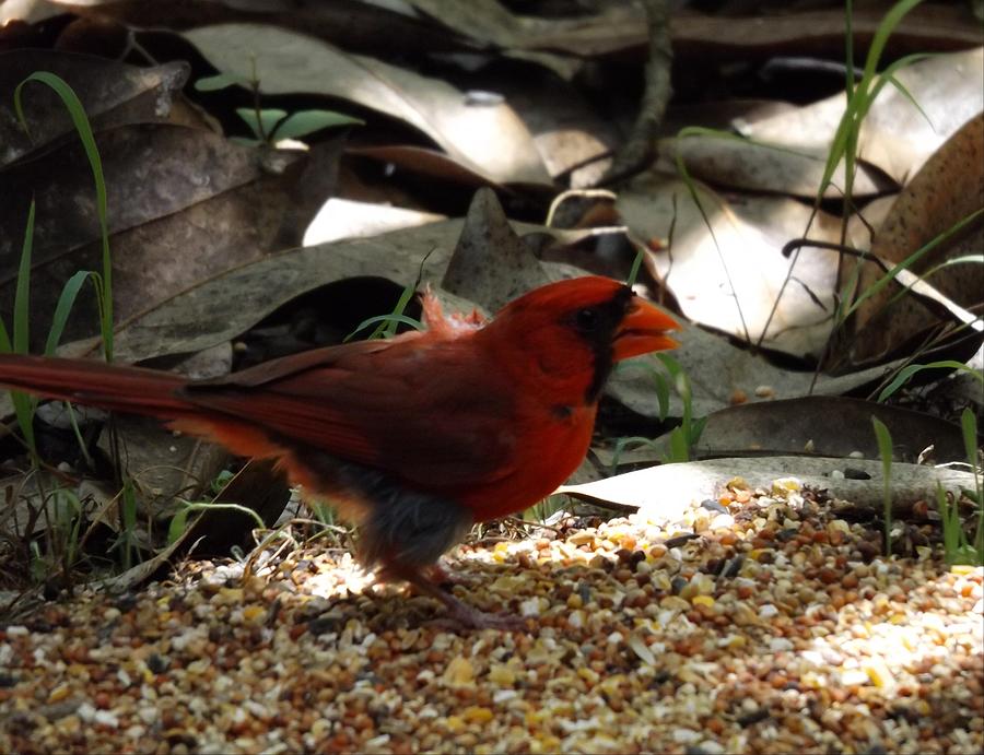 Boy Cardinal Photograph