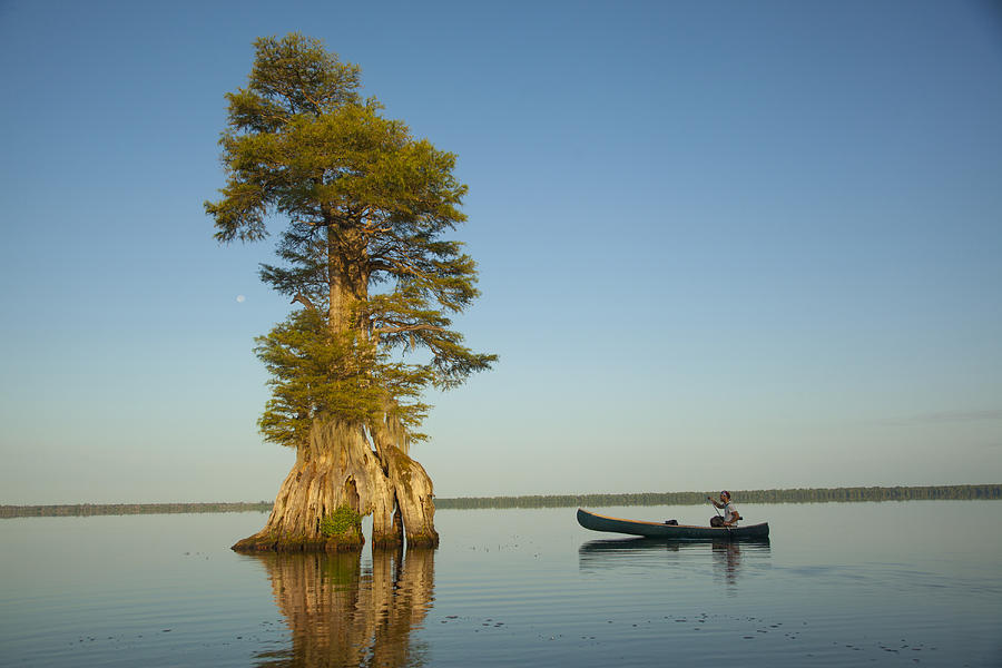 Boy in canoe near tree in river Photograph by Whl