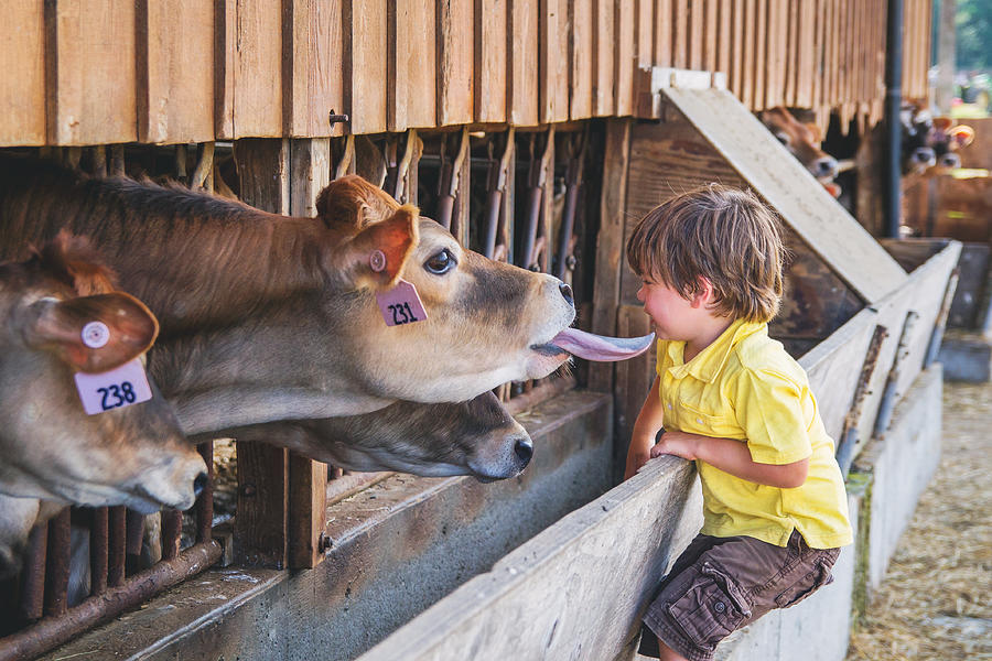 Boy looking at cows in stalls Photograph by Elizabethsalleebauer