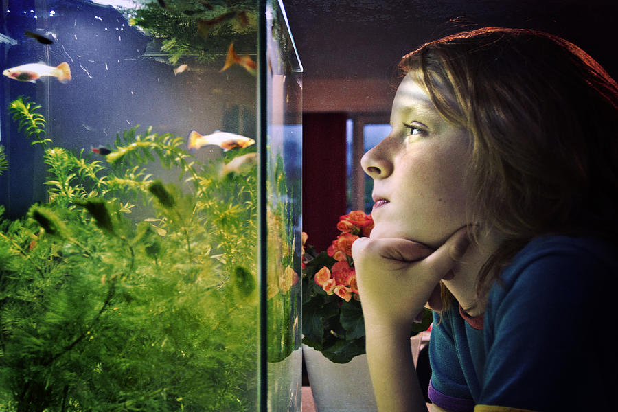 Boy looking at fish Photograph by Catherine MacBride