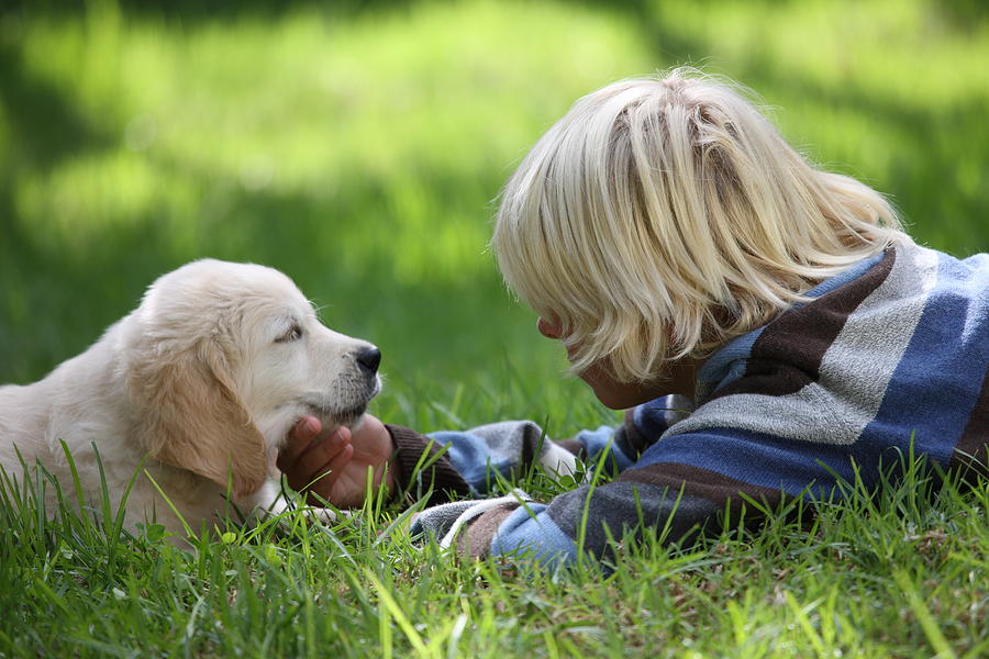 Boy stroking Golden Retriever puppy on grass Photograph by Russ Rohde