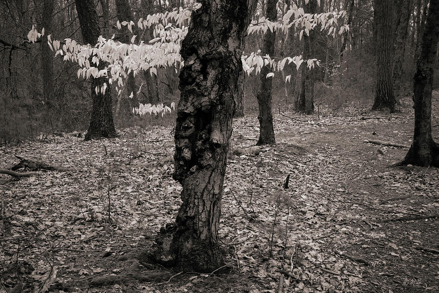 Nature Photograph - Boyden X Toned by David Gordon