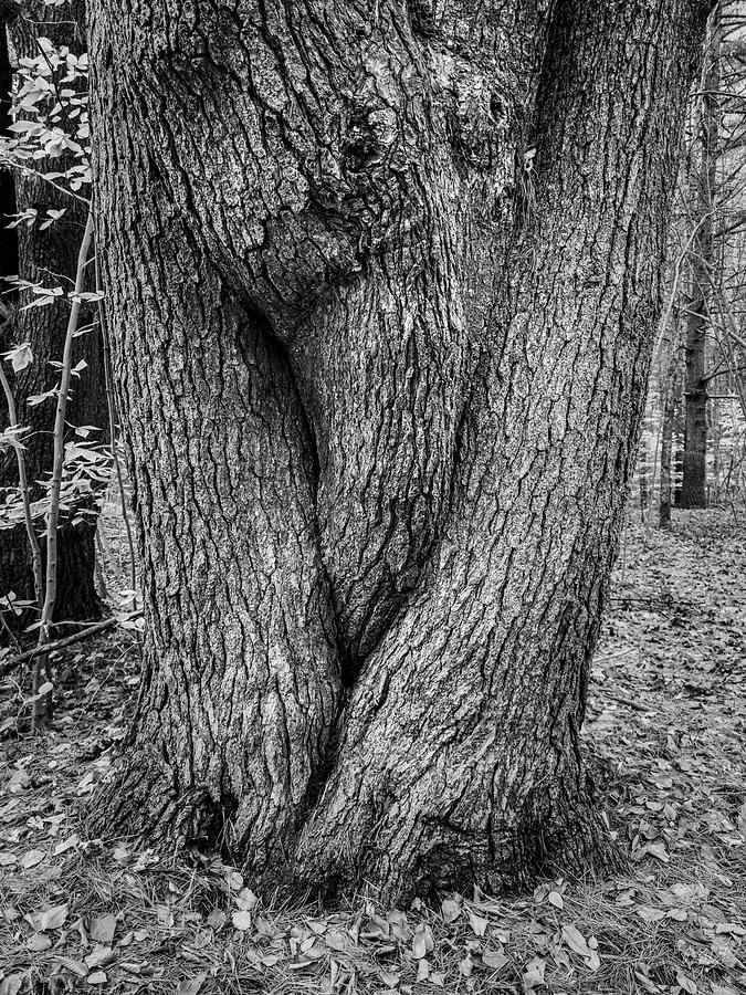 Boyden XXII Tree Trunk BW Photograph by David Gordon