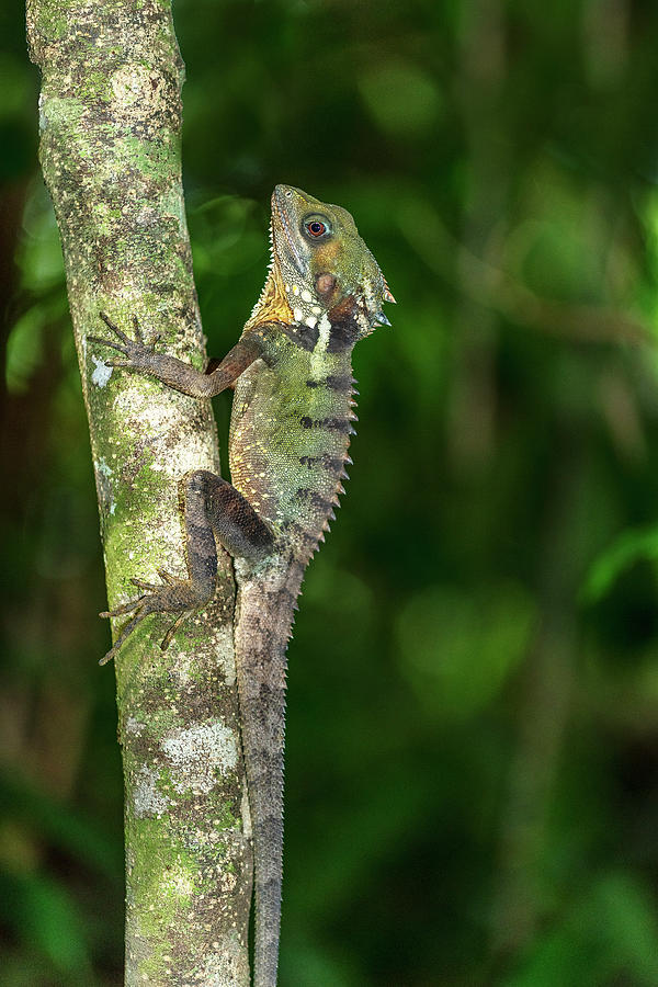 boyds forest dragon chalmers DSC_2809 Photograph by Stephen Reid - Fine ...