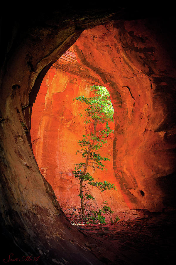 Tree Photograph - Boynton Canyon 04-343 by Scott McAllister