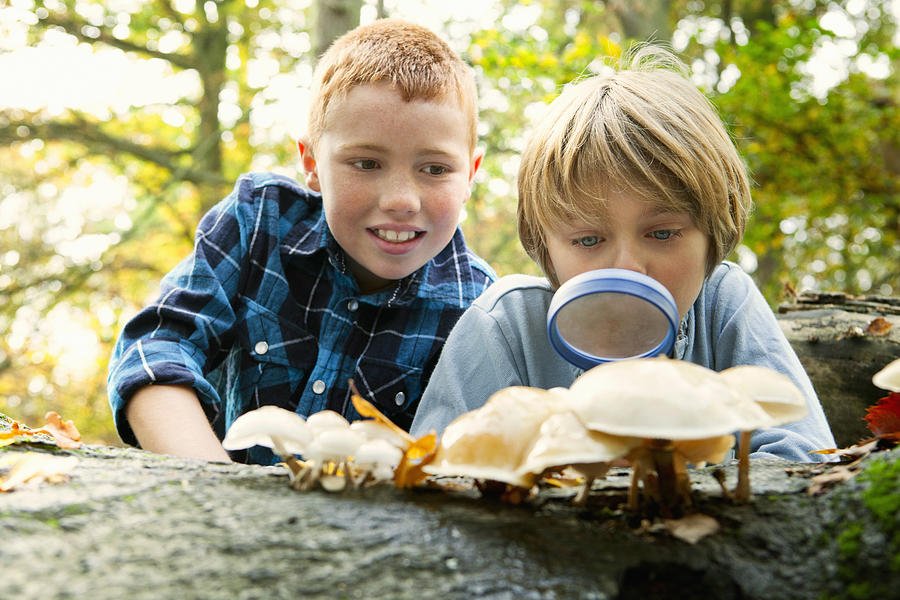 Boys examining mushrooms in forest Photograph by Cultura RM Exclusive/Dirk Lindner