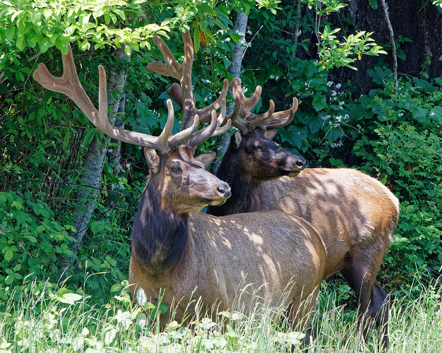 Boys - Roosevelt Elk, Redwood National Park Photograph by KJ Swan