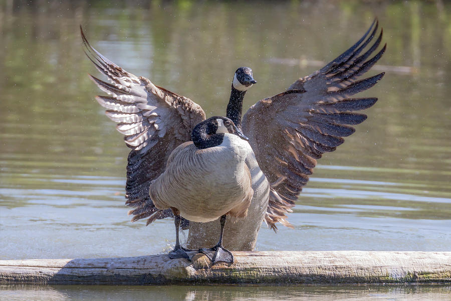 Boys Will Be Boys - Canada Goose Mating Behavior Photograph by Susan Rissi Tregoning