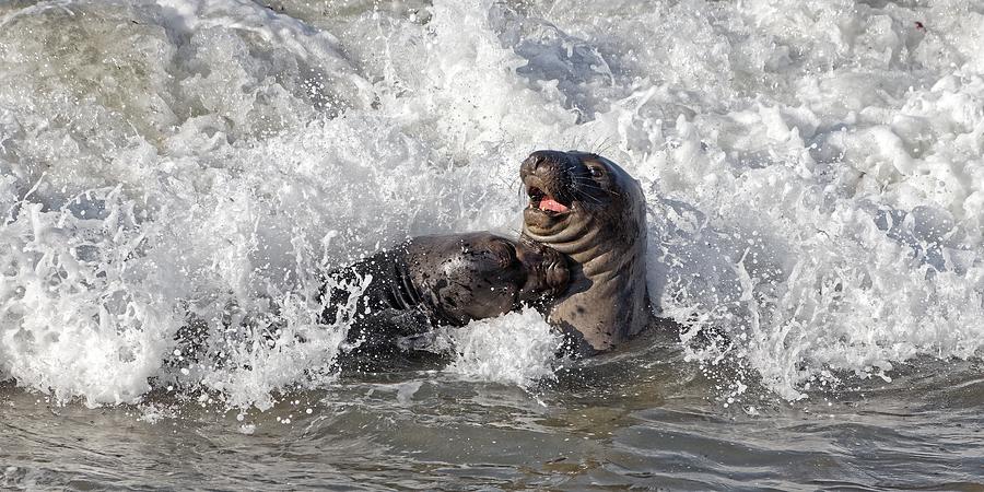 Boys Will Be Boys - Northern Elephant Seals Photograph by KJ Swan