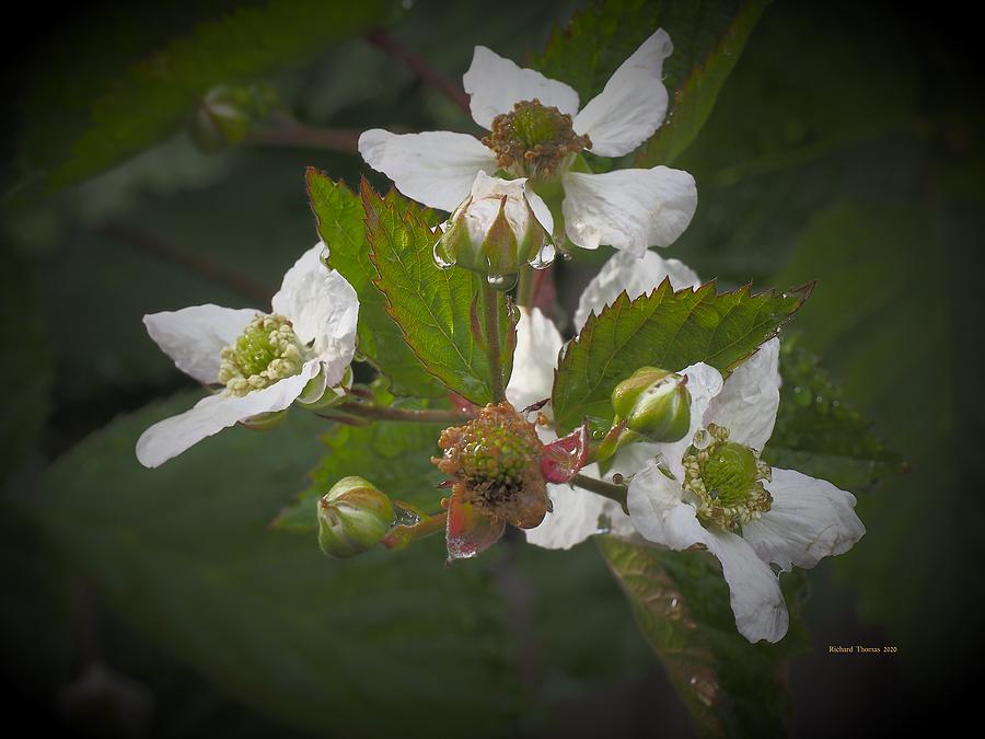 Boysenberries by July Photograph by Richard Thomas