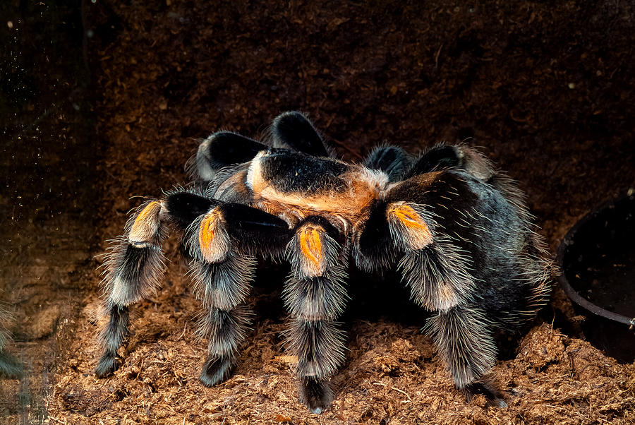 Brachypelma hamorii – Mexican redknee tarantula spider Photograph by Jasius