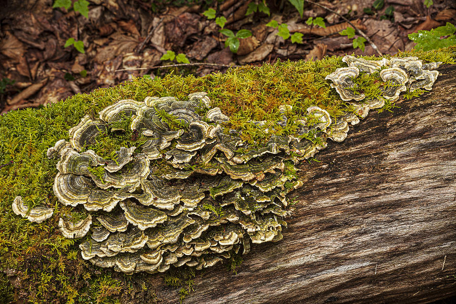 Bracket Fungi and Moss Photograph by Irwin Barrett