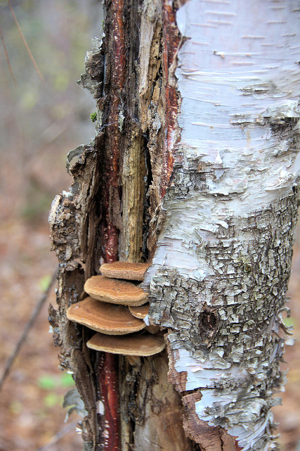 Bracket Fungi on Birch Photograph by Valerie Kirkwood