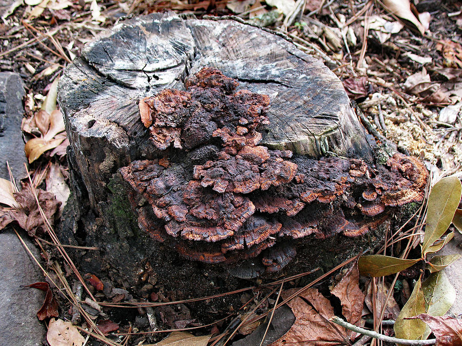 Bracket Fungus. Basidiomycota on Tree Stump Photograph by Connie Fox
