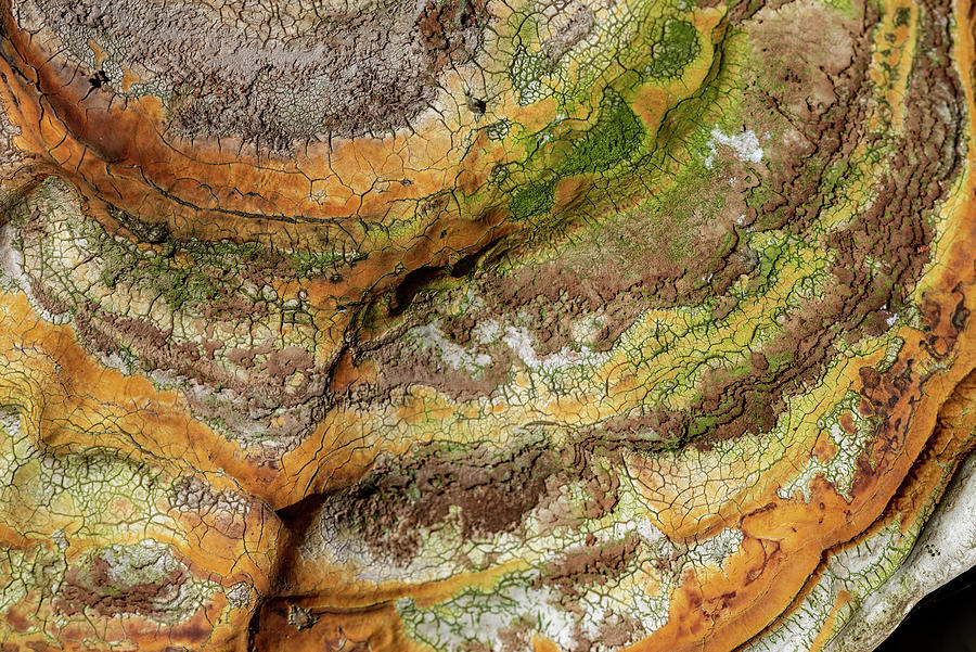 Bracket Fungus Detail Photograph by Bradford Martin