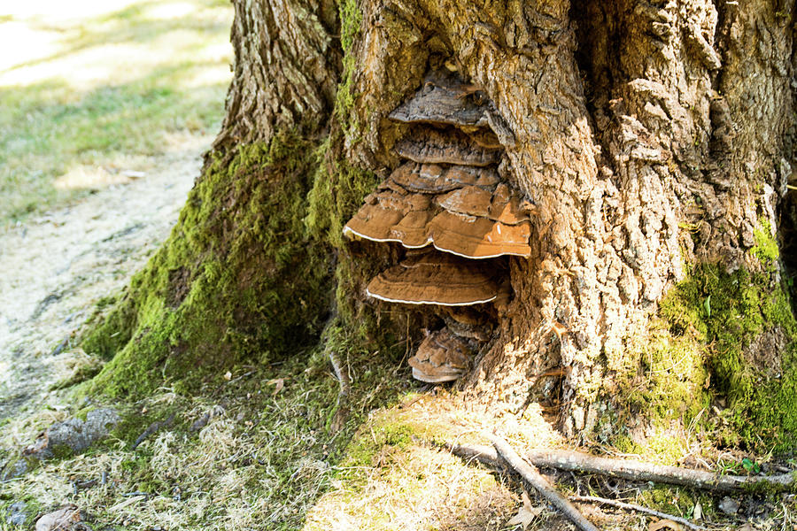 Bracket Fungus in Fairhaven Park Photograph by Tom Cochran
