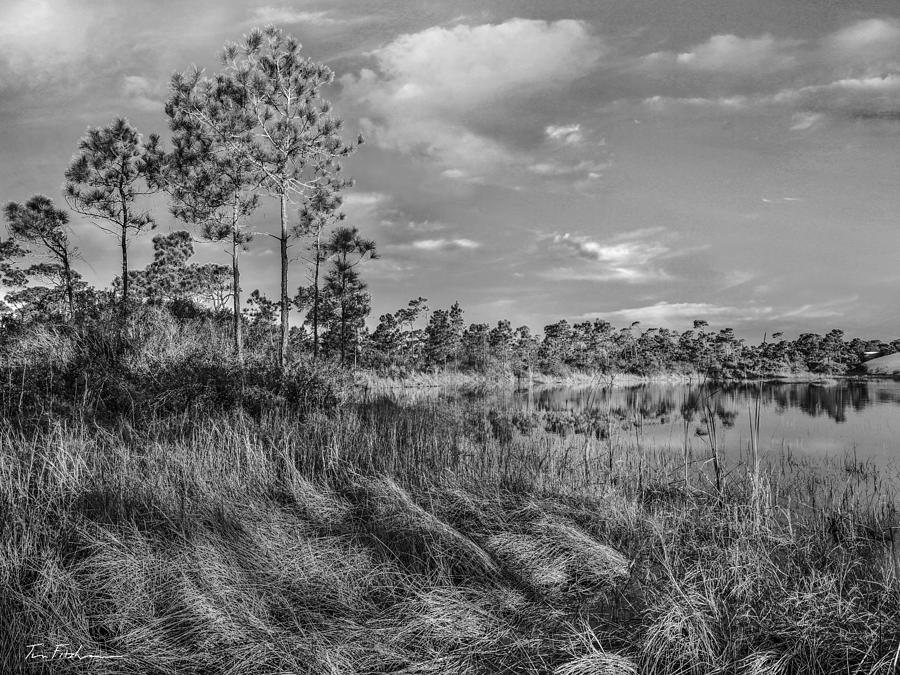 Florida Photograph - Brackish marsh at St. George Island S by Tim Fitzharris