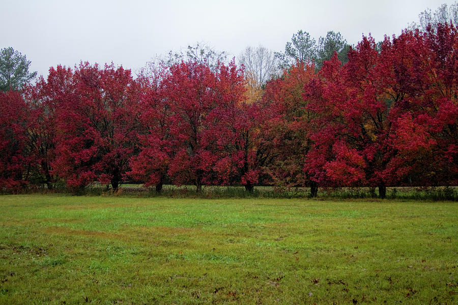 Bradford Pear Trees in Fall Colors Photograph by Kathy Clark