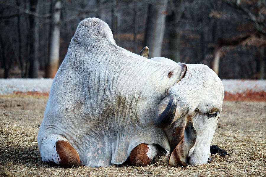 Brahma Bull Resting Photograph by Cynthia Guinn