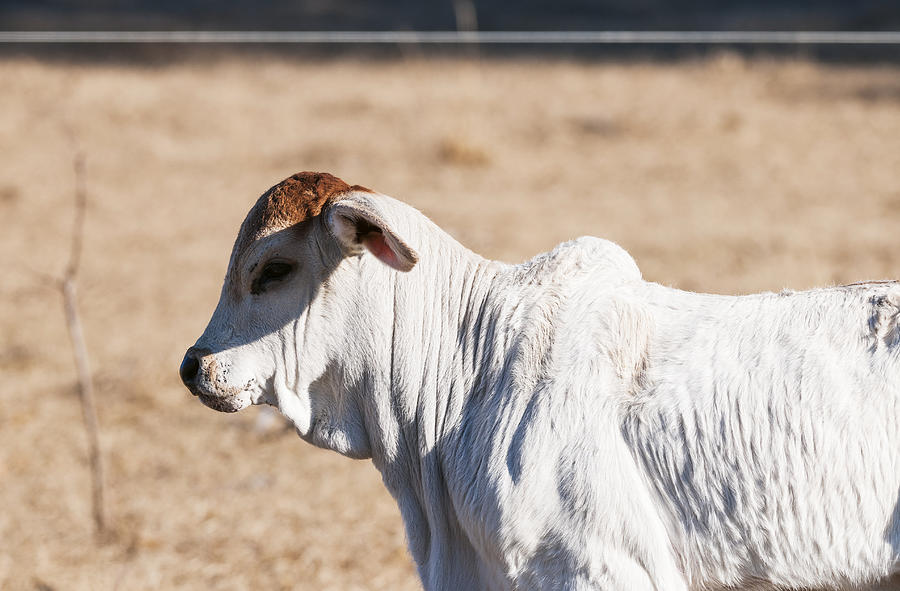 Brahman calf Photograph by Mark Emery / Design Pics