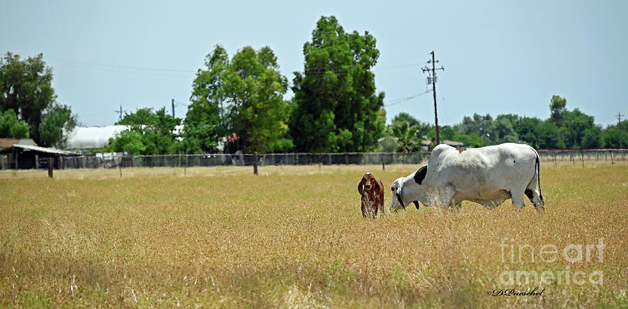 Brahman Cattle Photograph by Debby Pueschel
