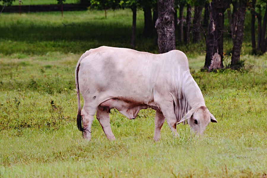 Brahman Cow Grazing Photograph