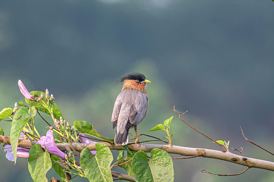 Brahminy Starling Photograph by Pravine Chester