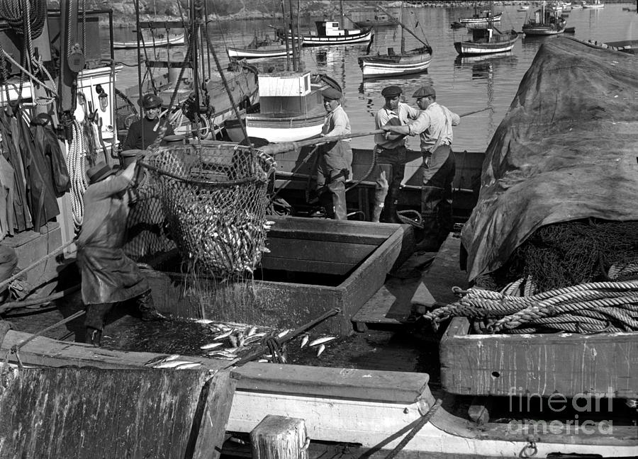 Edward Hopper Photograph - Brailing sardines from fishing boat to  a hopper near the Booth Circa 1940 by Monterey County Historical Society