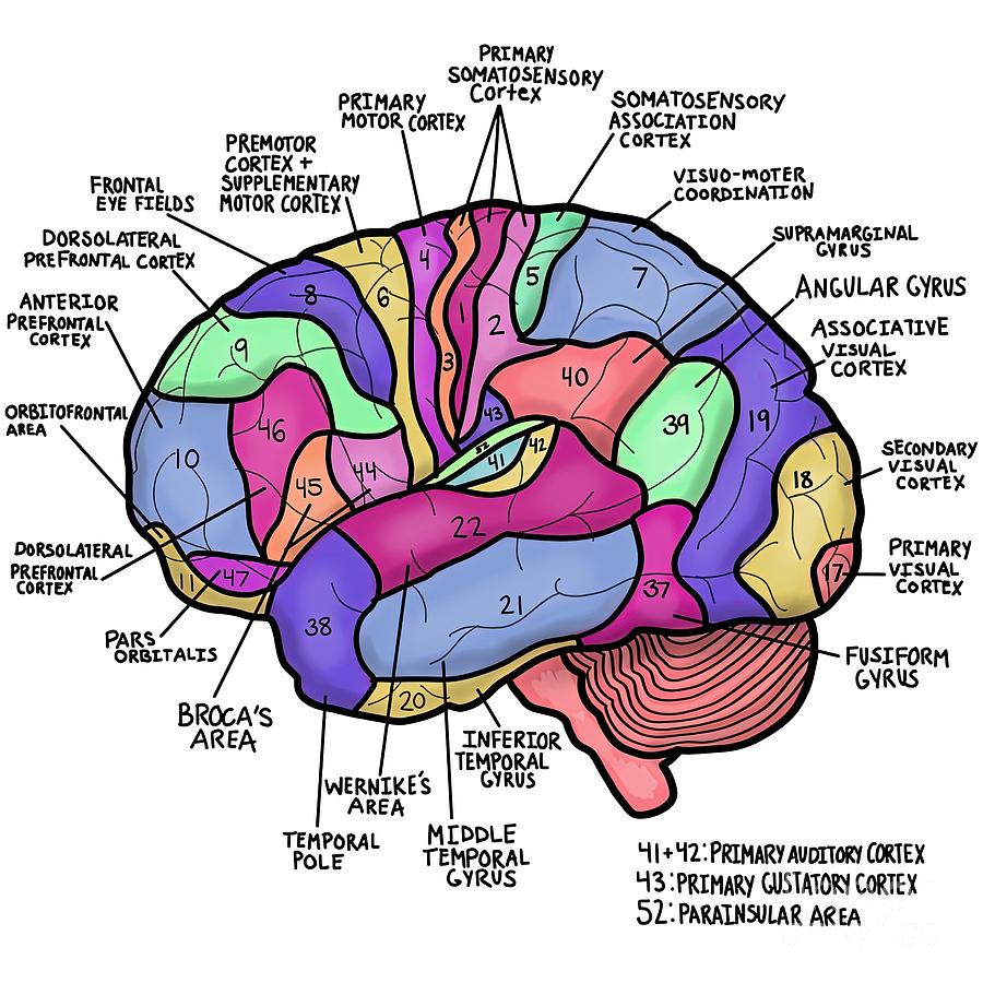 Brain Brodmanns areas Painting by Jeremy Price - Fine Art America