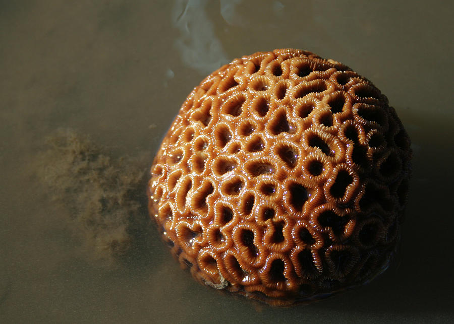 Brain Coral in Rock Pool at the Beach Photograph by Maryse Jansen