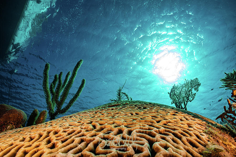 Honduras Photograph - Brain Coral Under Boat by Robert Herb
