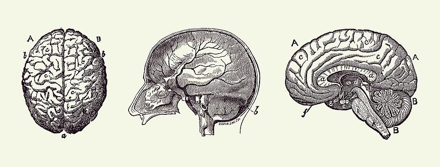 Brain Diagram - Three Views - Vintage Anatomy Print 2 Drawing by Vintage Anatomy Prints