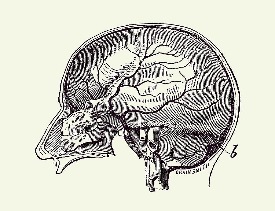 Brain Diagram Two - Anatomy Poster 2 Drawing by Vintage Anatomy Prints