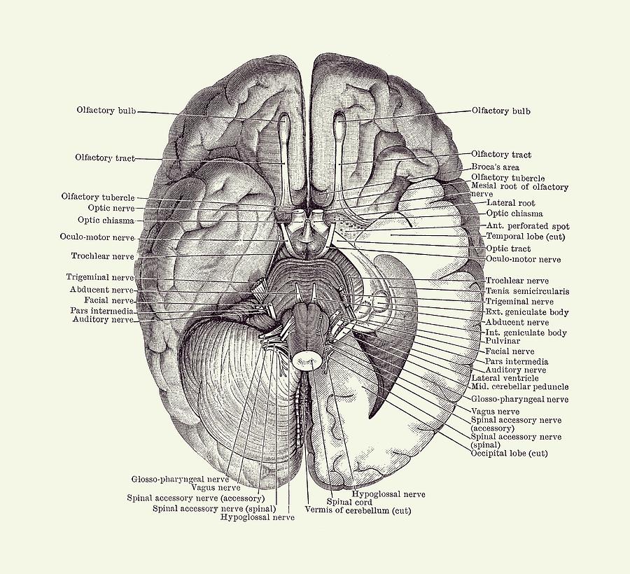 Brain Nervous System Diagram - Vintage Anatomy 2 Drawing by Vintage Anatomy Prints