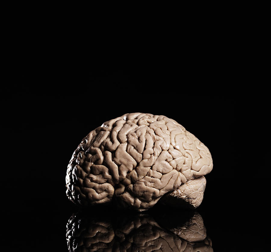 brain on black backdrop Brain Photograph by Henrik Sorensen
