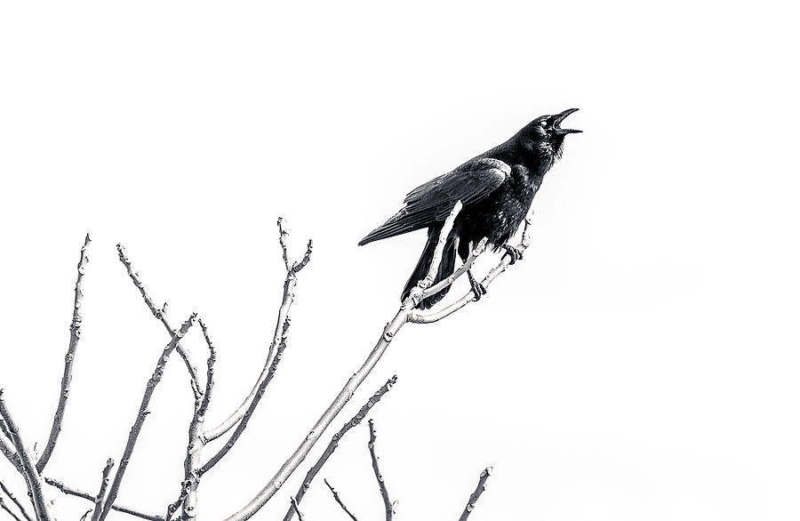 Brainy Bird  Photograph by Catherine Grassello