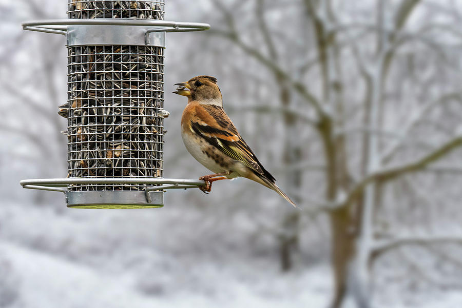 Brambling in Winter Woodland Photograph by Arterra Picture Library