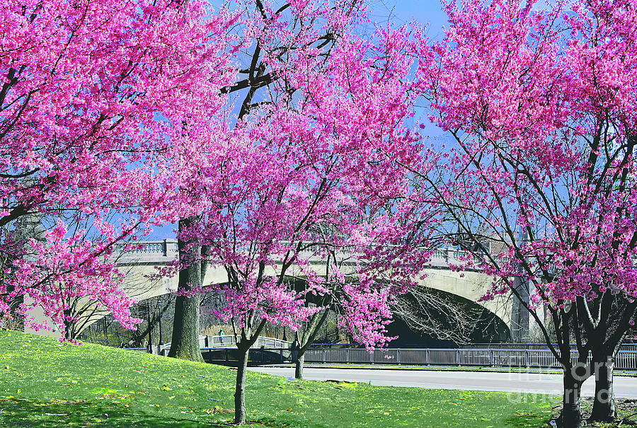Branch Brook Bridge and Cherry blossoms Photograph by Regina Geoghan