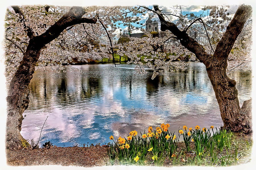 Branch Brook Cherry Blossom Park Photograph by Geraldine Scull