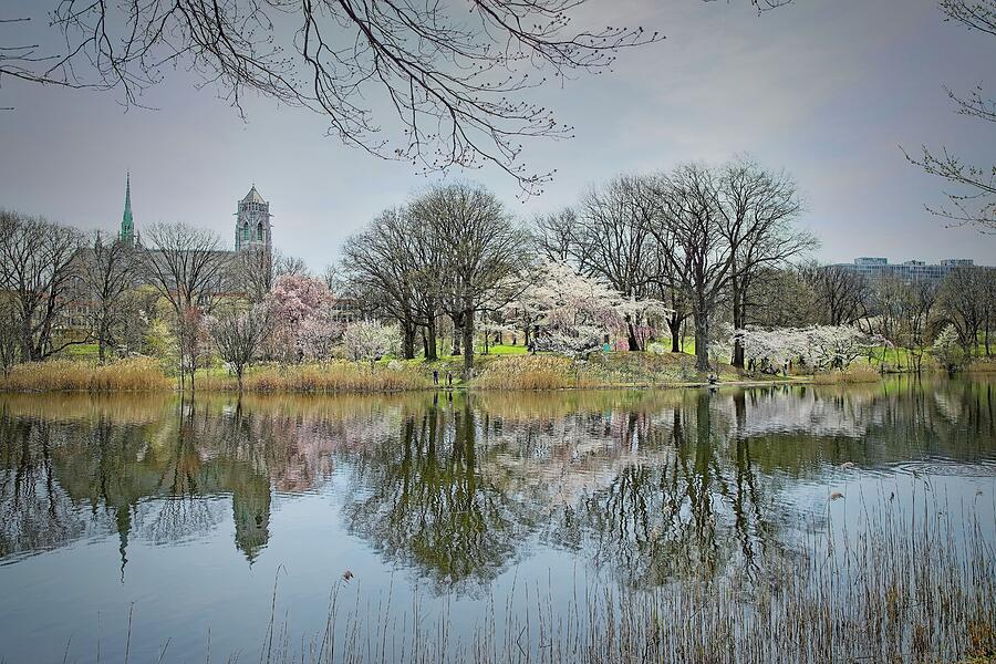 Branch Brook Park Cherry blossoms and reflections Photograph by ...
