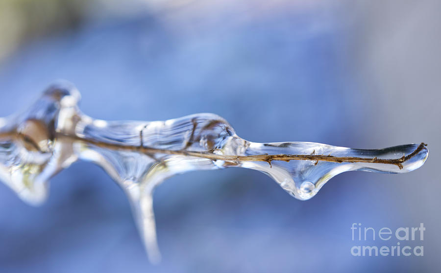 Branch Covered In Ice Photograph
