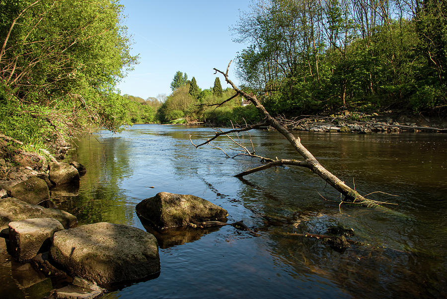 Branch in the river Photograph by Average Images