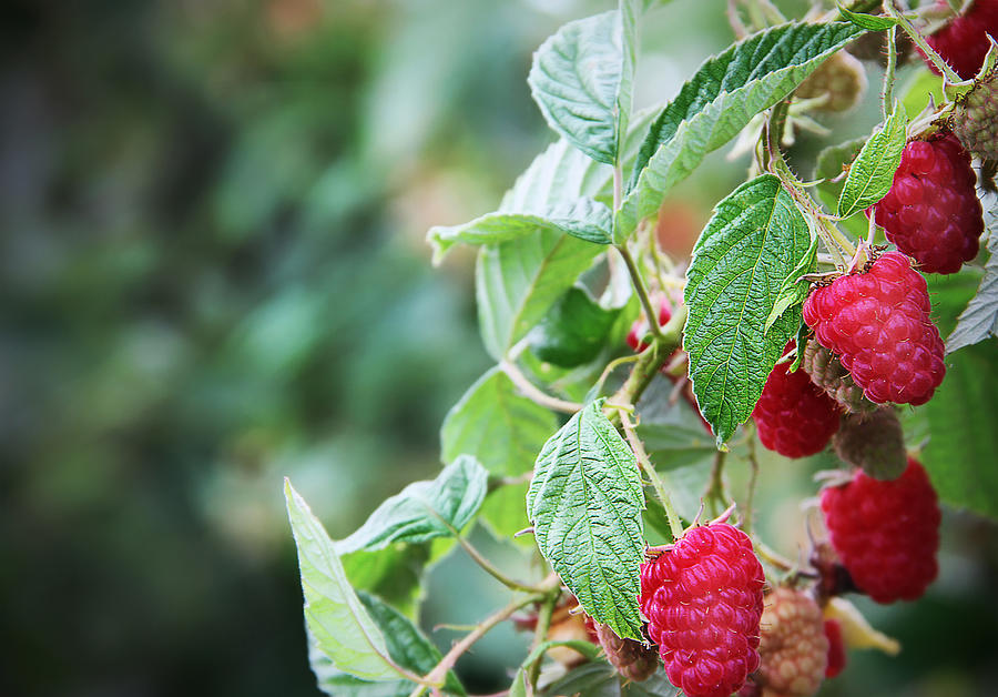 Branch loaded with Ripe Red Raspberries Photograph by 2ndLookGraphics
