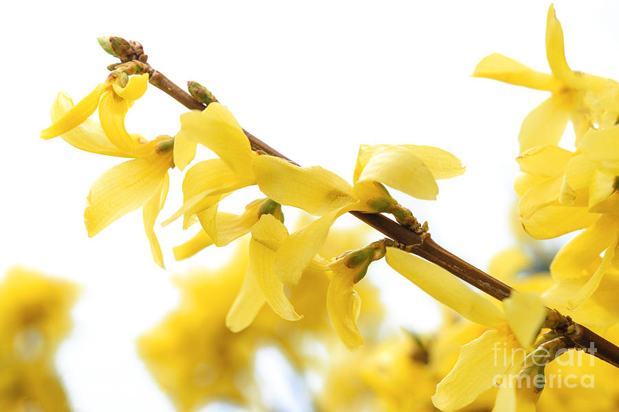 Branch Of A Forsythia Plant Photograph